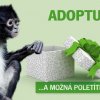 Adoptujte mě - chápan středoamerický