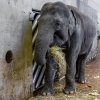 Janita je v očekávání vůbec poprvé, březost trvá u slonic 22 měsíců. Foto: Petr Hamerník, Zoo Praha.