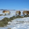 Harém hřebce Erkhese si pochutnává na senu. Foto: Ganbaatar