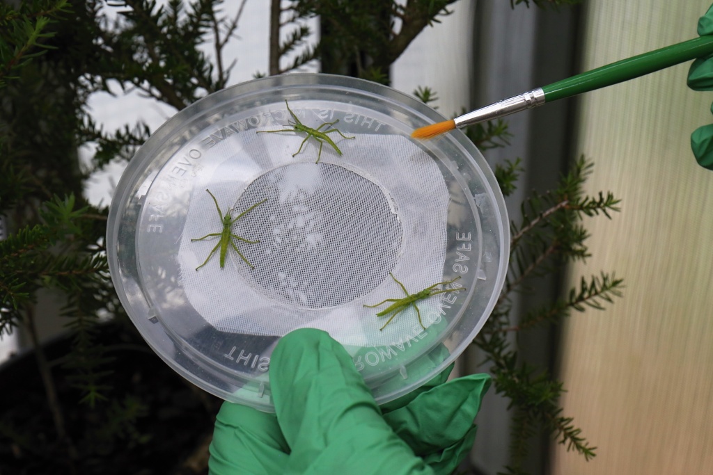 Přenášení nymf strašilky humří na živnou rostlinu. Foto: Miroslav Bobek