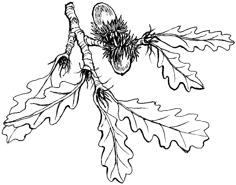 Dub cer, perokresba: Eva Göndorová, Zoo Praha