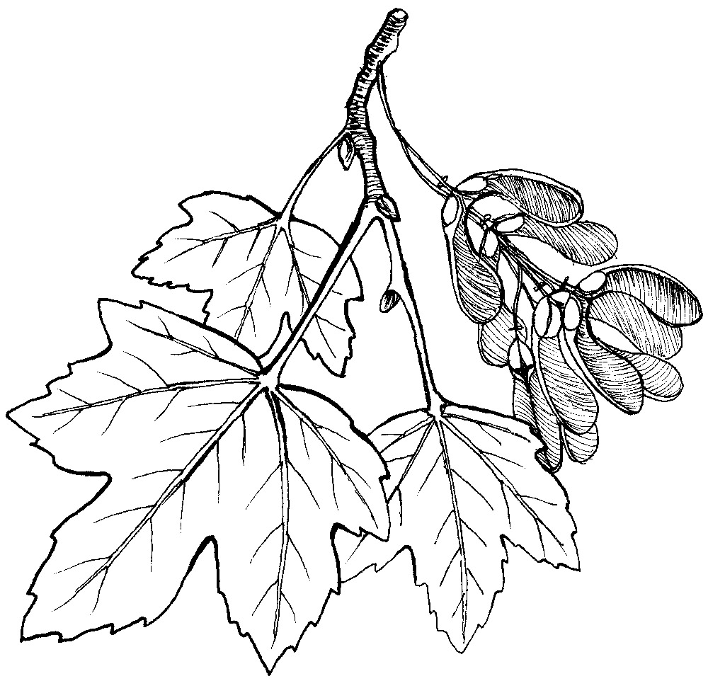 Javor klen, perokresba: Eva Göndorová, Zoo Praha