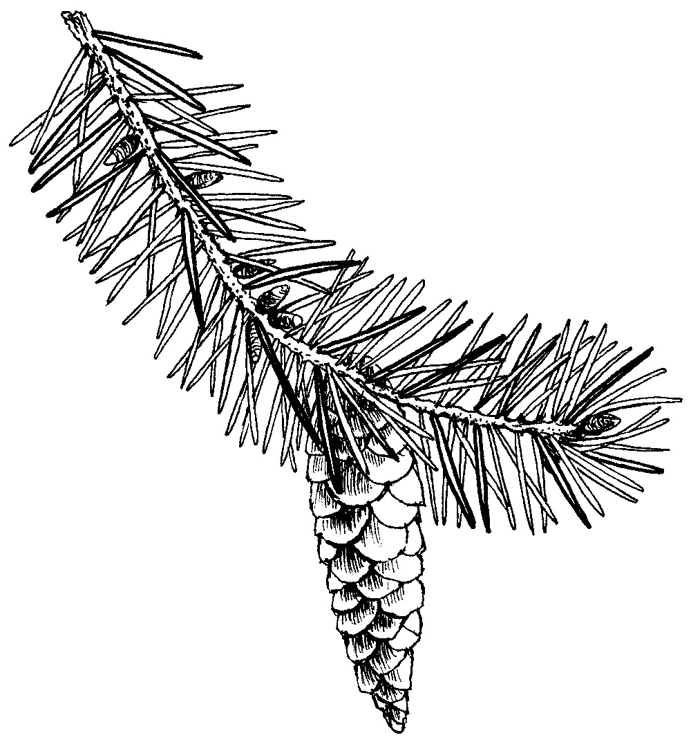 Smrk omorika, perokresba: Eva Göndorová, Zoo Praha