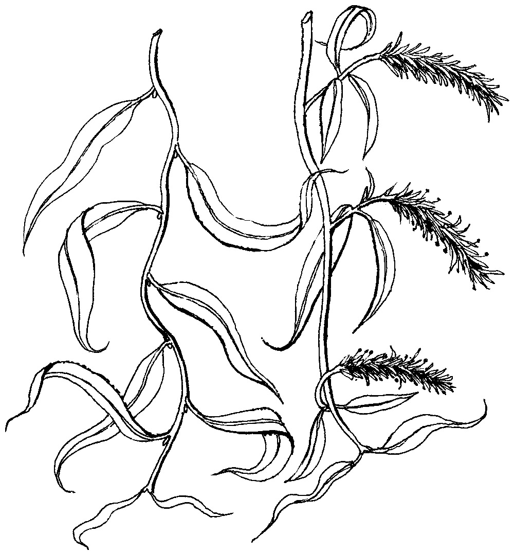 Vrba Matsudova, perokresba: Eva Göndorová, Zoo Praha