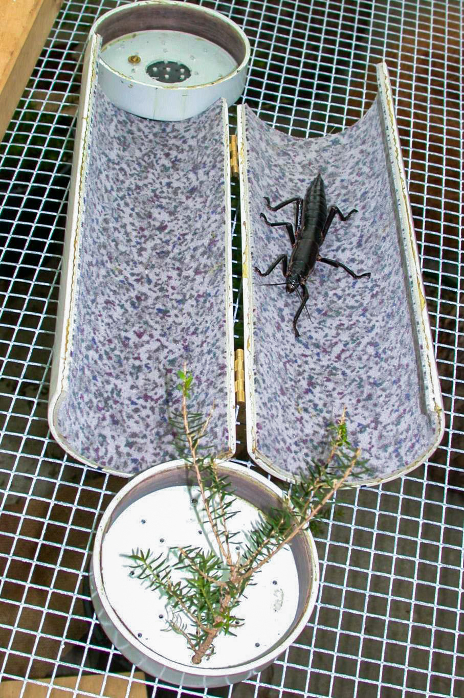 Pro přepravu strašilek humřích z Ballovy pyramidy do chovů v lidské péči byl vytvořen speciální odklápěcí tubus vyplněný měkkou tkaninou. Foto: Patrick Honan. Zdroj: Return of the Phasmid, R. Wilkinson