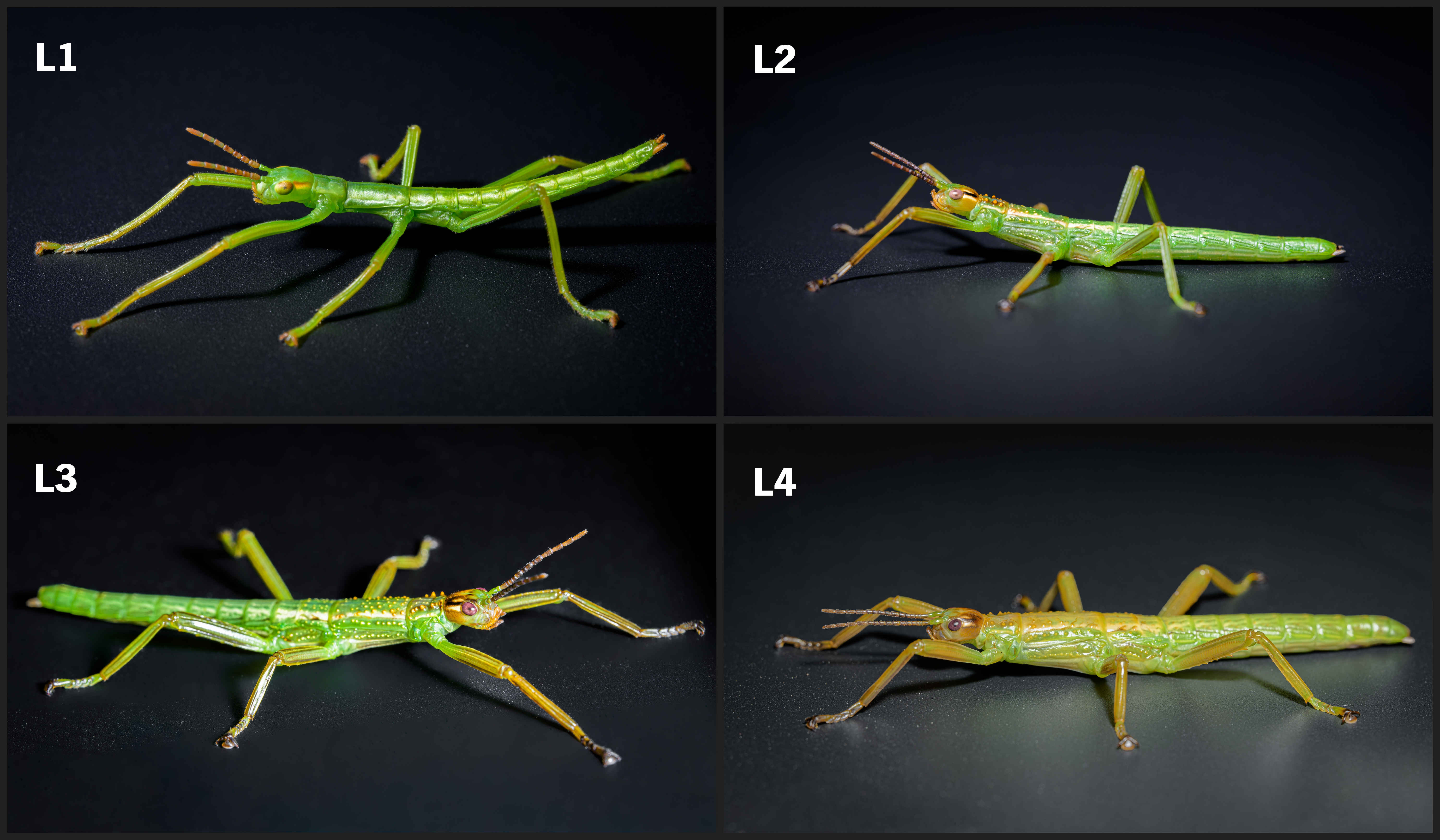 První čtyři instary (L1–L4) nymf strašilek humřích vylíhnutých v expozici Ballova pyramida. Foto: Petr Hamerník, Zoo Praha