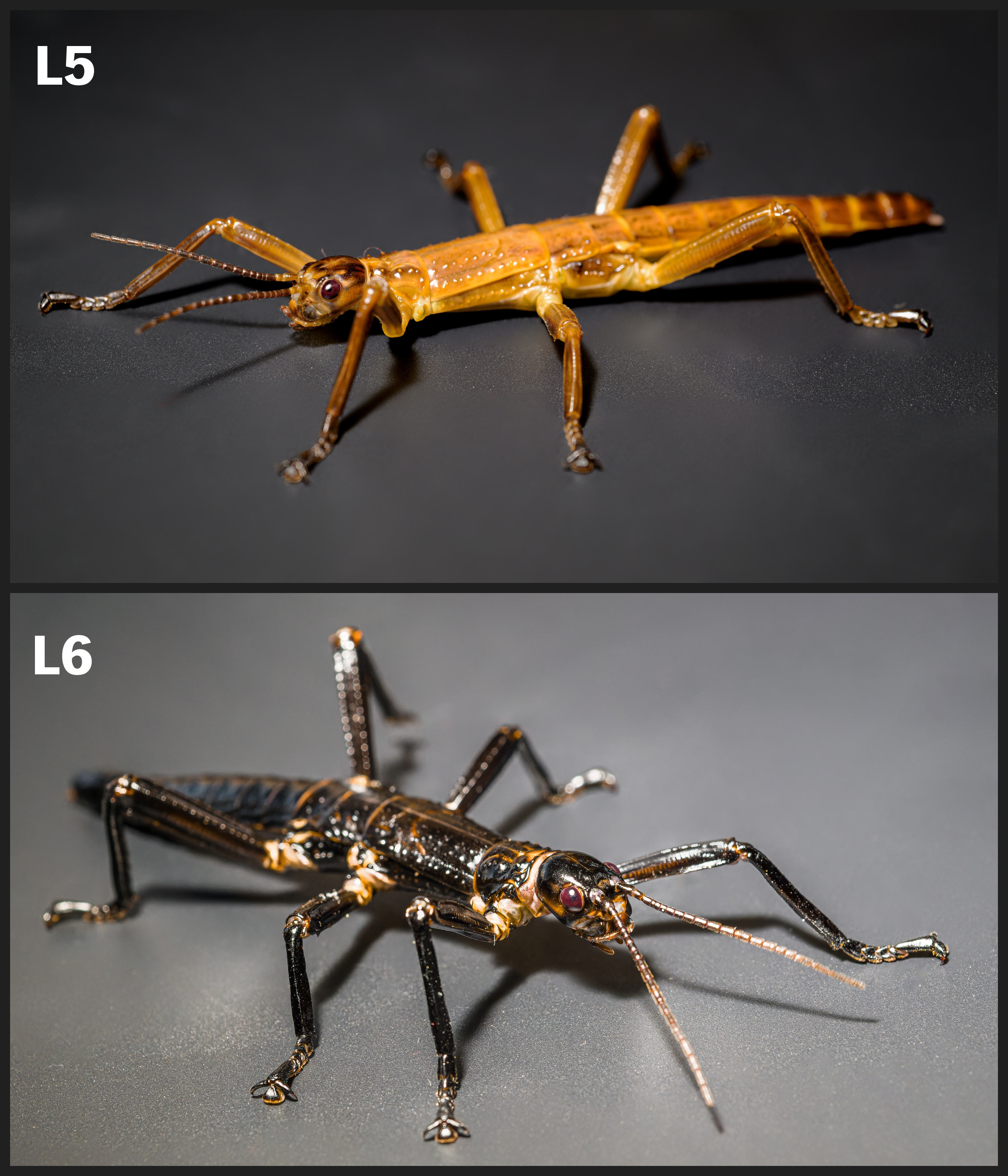 Vyšší instary nymf (L5–L6) jsou již mohutnější a začínají se podobat dospělým strašilkám i tmavší barvou.