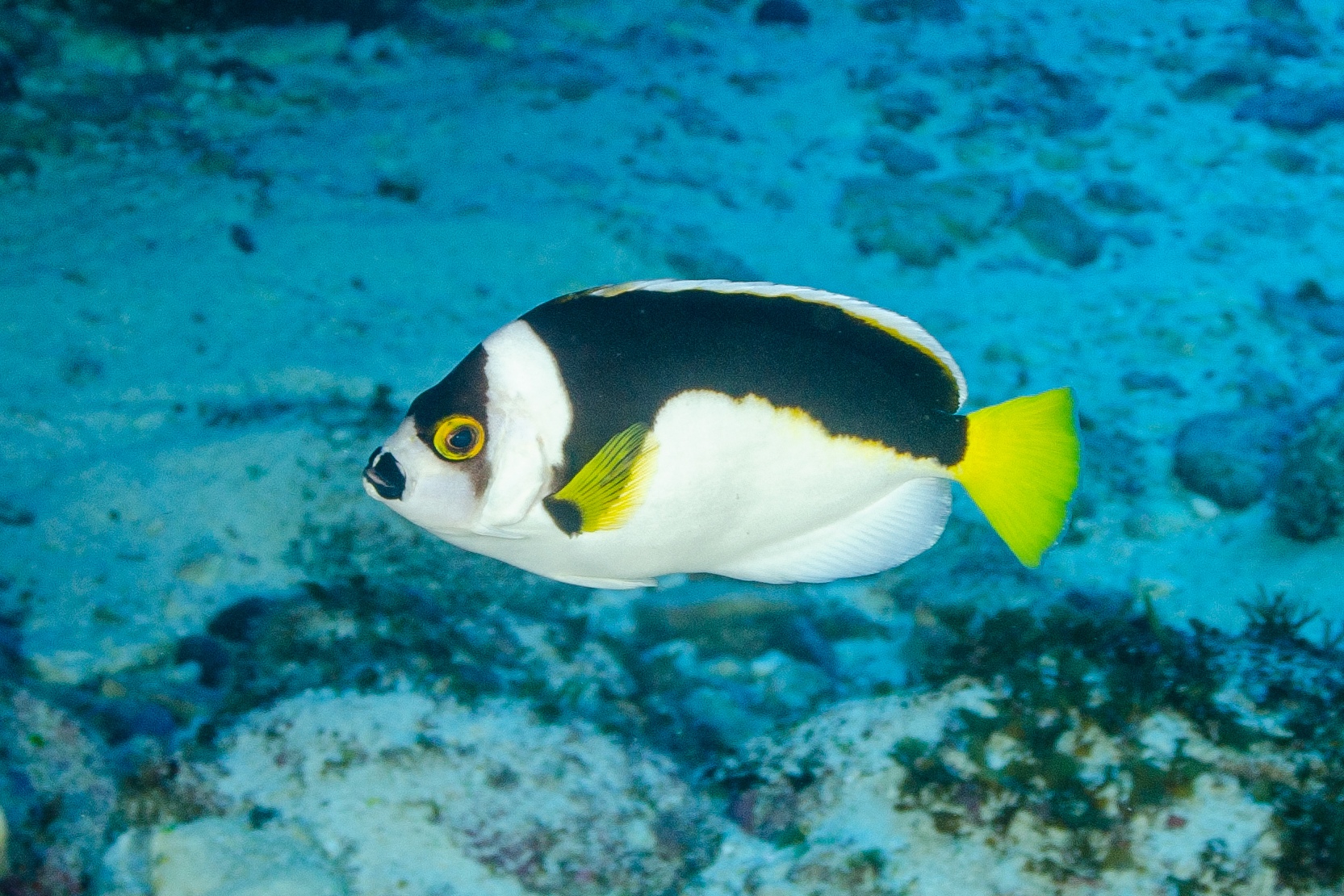 Pomčík australský (Chaetodontoplus ballinae). Foto: Ian Shaw
