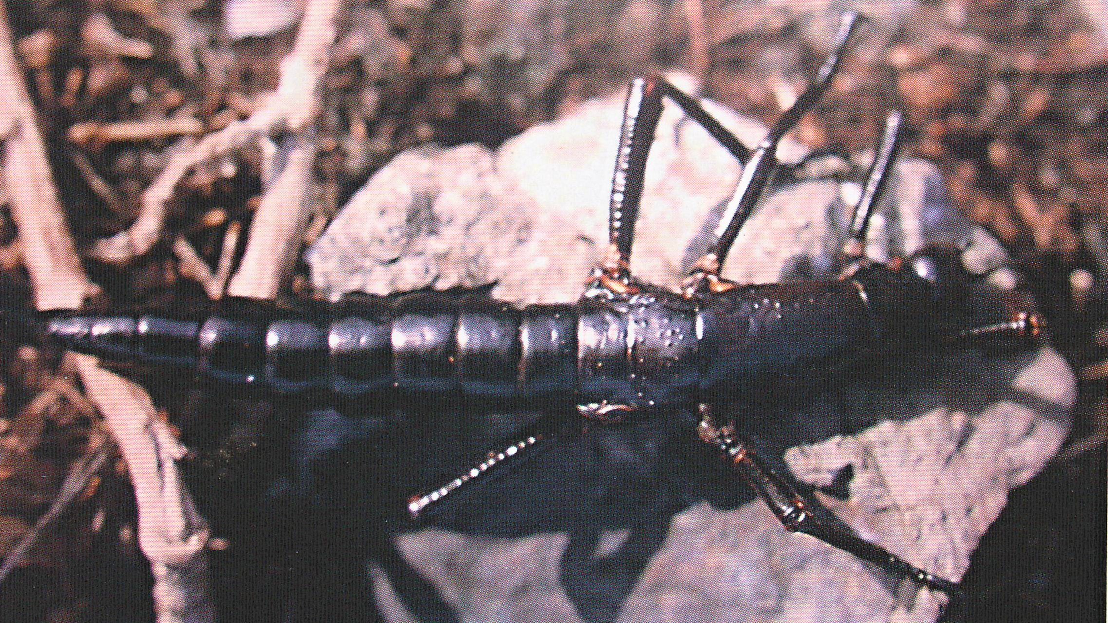 První důkaz o přežití strašilek humřích pořídil v roce 1964 David Root, který během pokusu o zdolání vrcholu Ballovy pyramidy nalezl a vyfotil čerstvě uhynulého jedince. V té době neměl tušení, o jak unikátní objev se zasloužil. Zdroj: Return of the Phasmid, R. Wilkinson