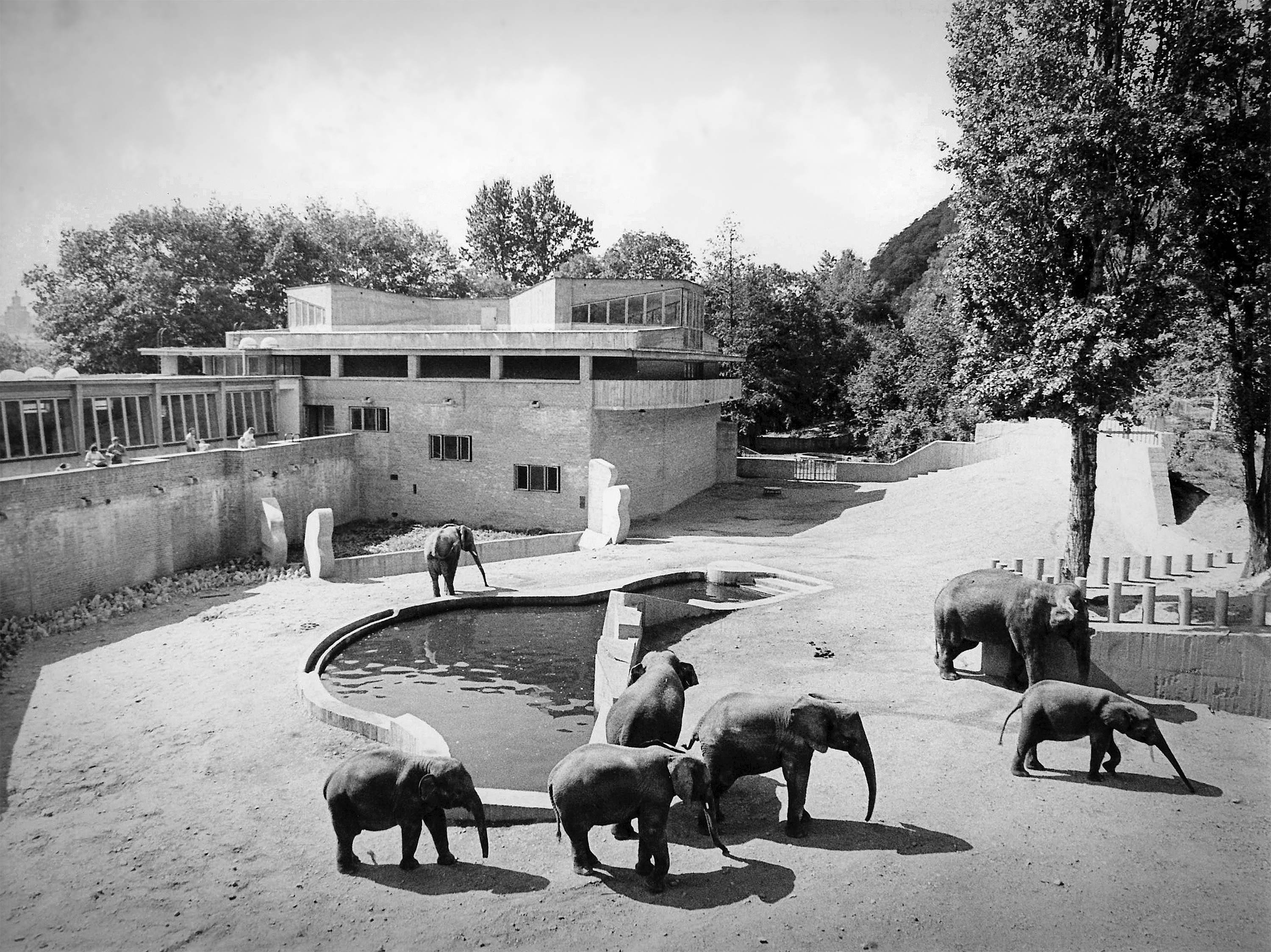 Smíšená skupina slonů ze 70. let. Foto: archiv Jiřího Felixe.