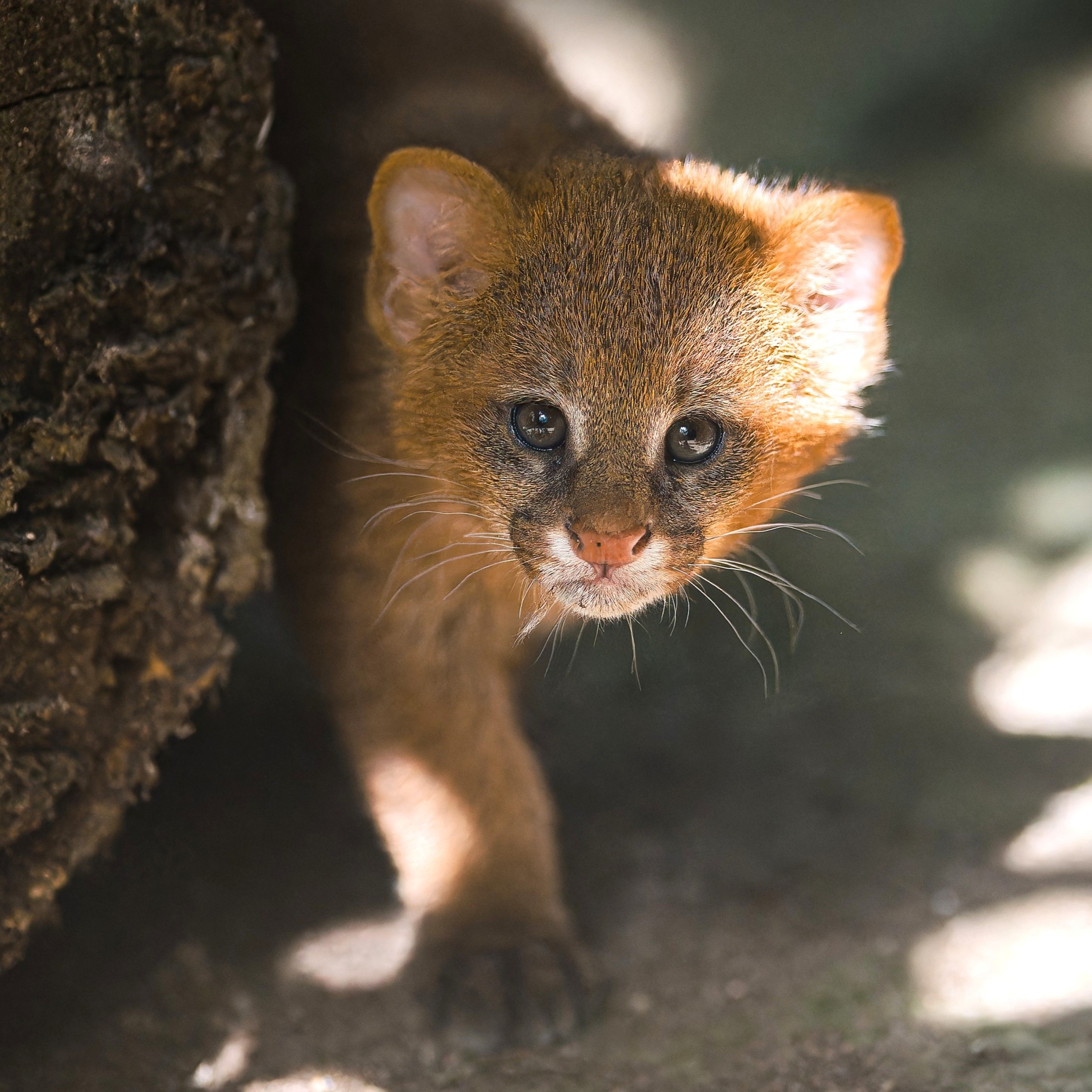 Visitors to Prague Zoo can watch the kittens at their unruly games in which they practice their hunting skills. Photo by Petr Hamerník, Prague Zoo