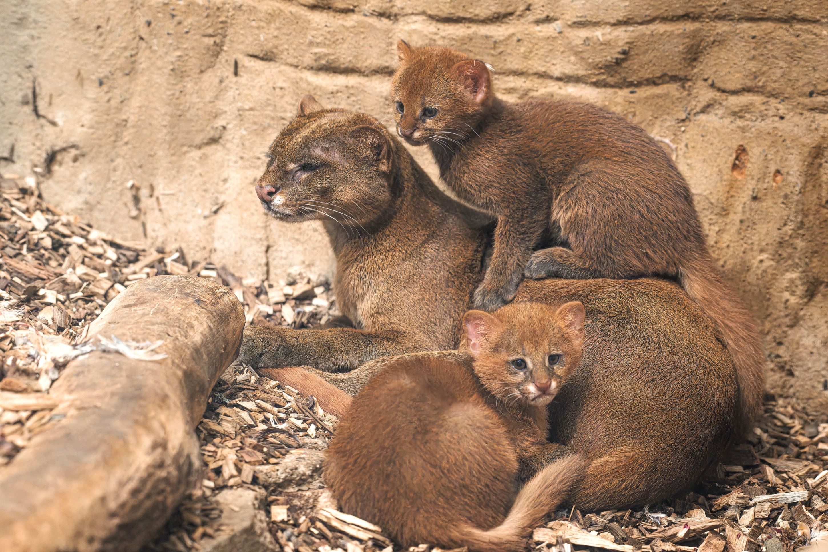 Visitors to the Prague Zoo will find the jaguarundi family in the upper part of the complex, in the South American Predators exhibit above the enclosure of North American river otters. Photo by Petr Hamerník, Prague Zoo