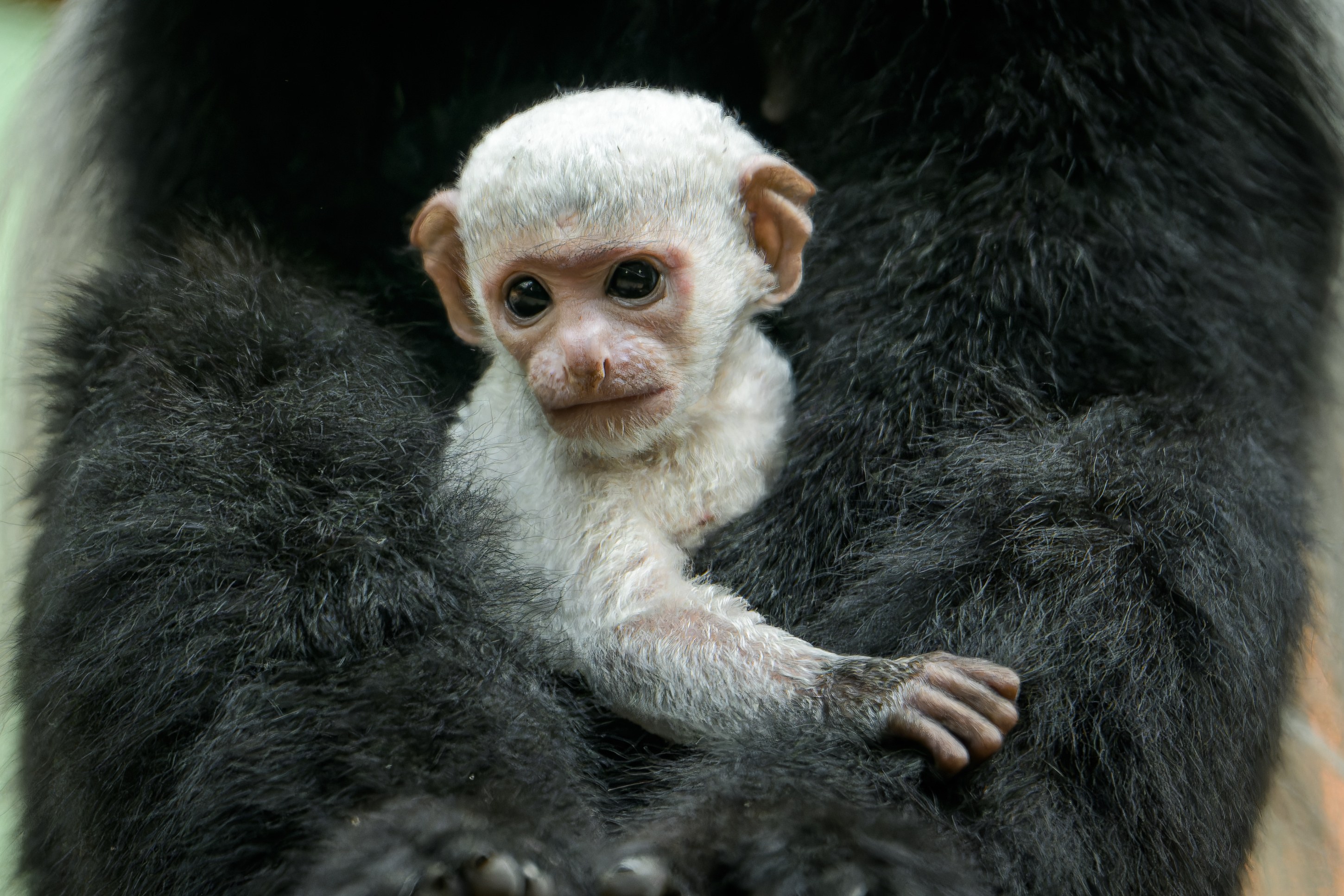 Мордочка детеныша, родившегося 20 сентября в Заповеднике Джа в Пражском зоопарке. Как и у большинства представителей вида, у колобусов большой палец изогнут, что облегчает этим древесным приматам передвижение по ветвям. Фото: Петр Гамерник, Пражский зоопарк