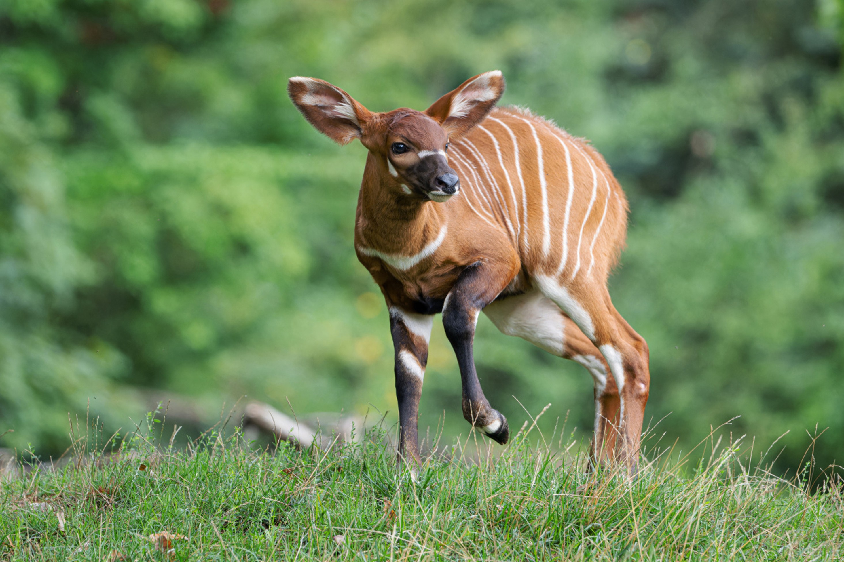 The contrasting chestnut-coloured fur with white stripes and spots helps the mountain bongos hide in the dense undergrowth. The photo shows Rayli’s calf. Photo Petr Hamerník, Prague Zoo