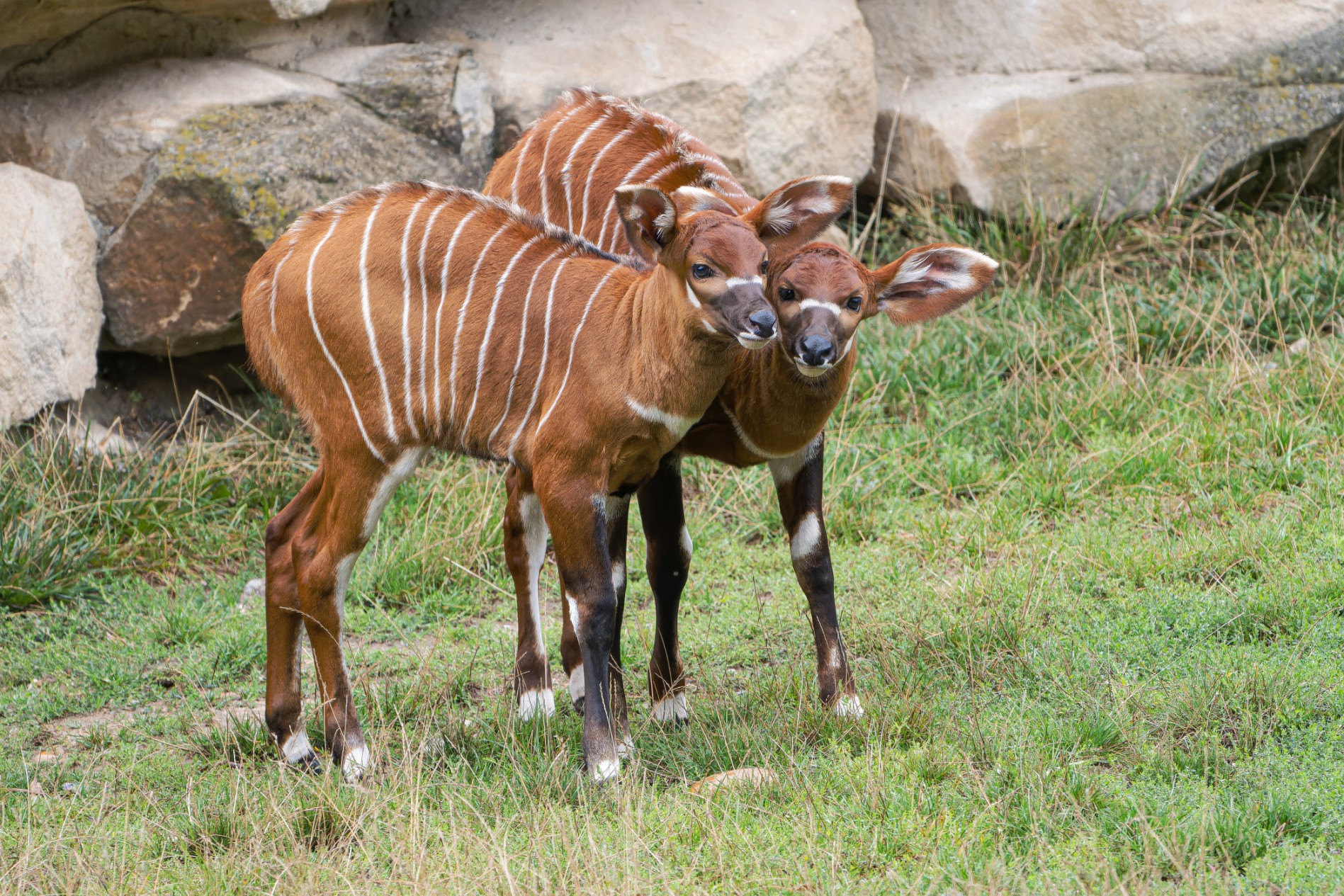Every day visitors can observe the calves as they play together. On the left is the male Meru, on the right is Eburu. Photo Petr Hamerník, Prague Zoo