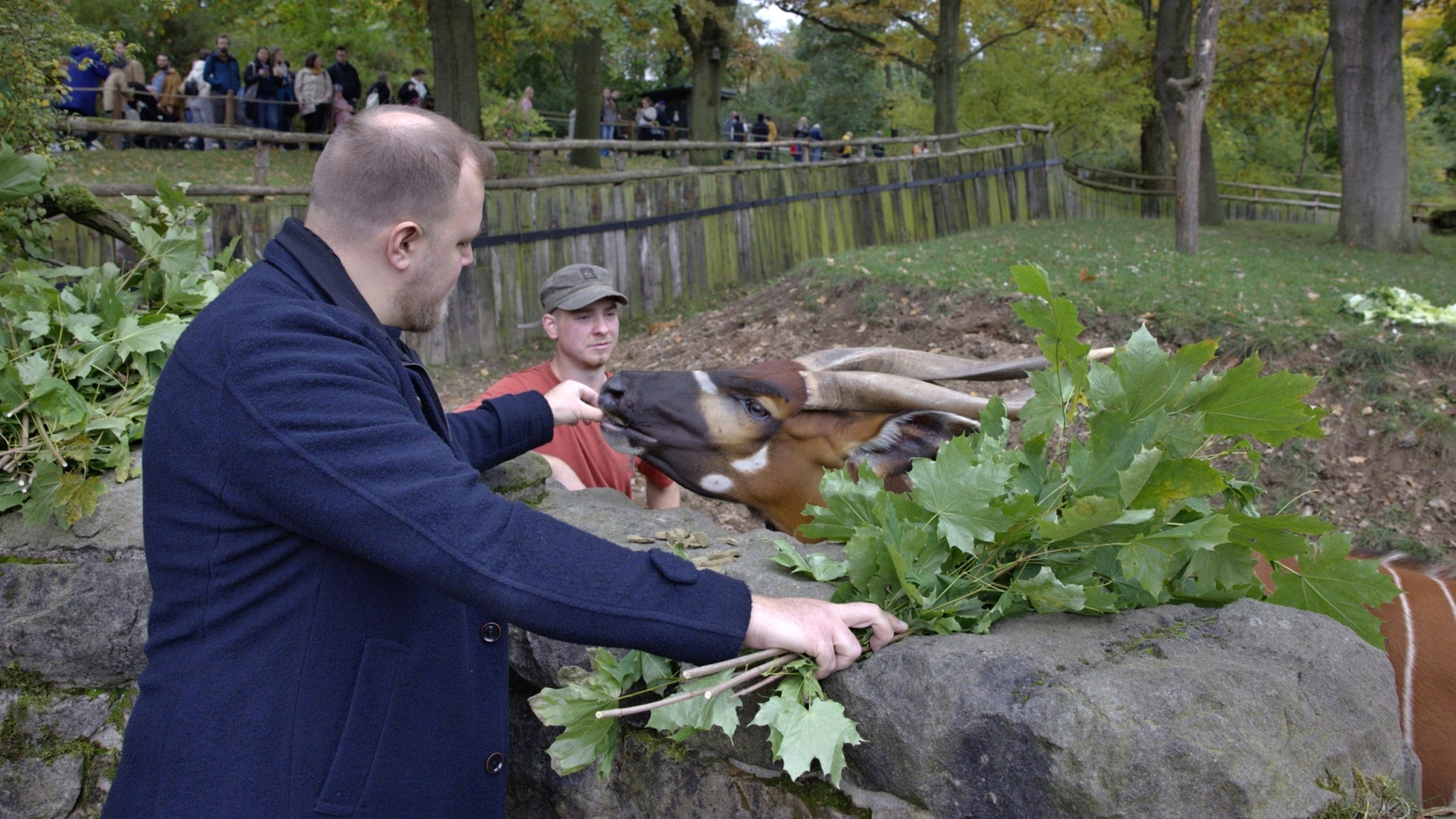 YouTuber Stejk became the calves’ godfather. He wished them a long and happy life. Photo Václav Šilha, Prague Zoo