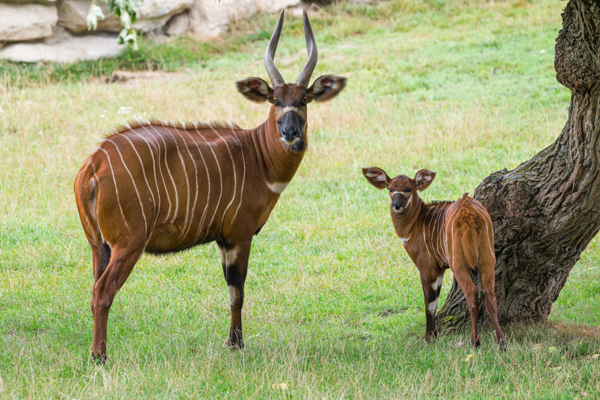 None of the females were first-time mothers, nevertheless, the keepers watched the births on camera, just to be sure. Both births were without complications. Pictured here are the female Rayli and the male Meru. Photo Petr Hamerník, Prague Zoo