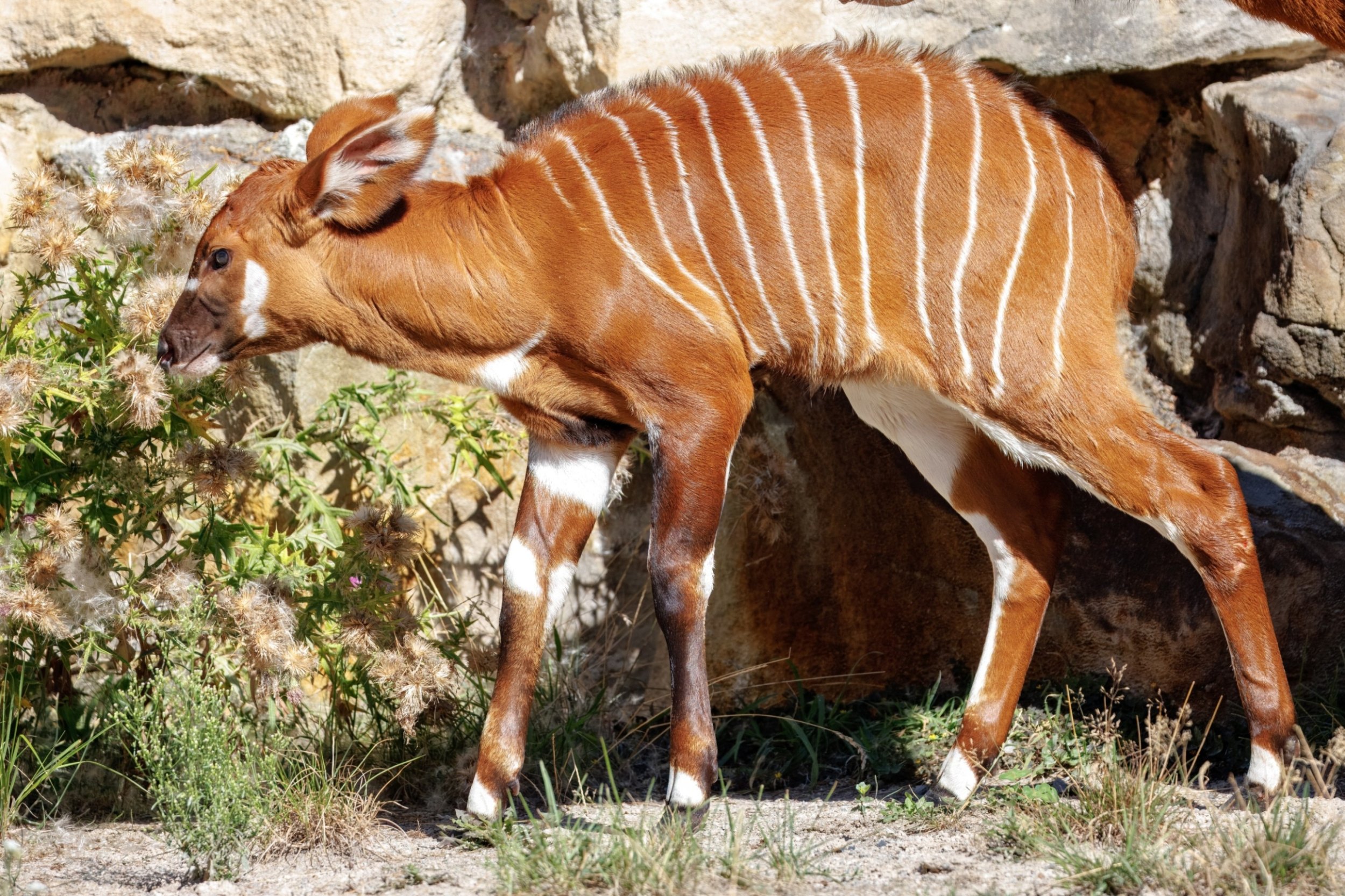 Старшая самка Дафна с любопытством осматривает вольер. Фото: Мирослав Бобек, Пражский зоопарк
