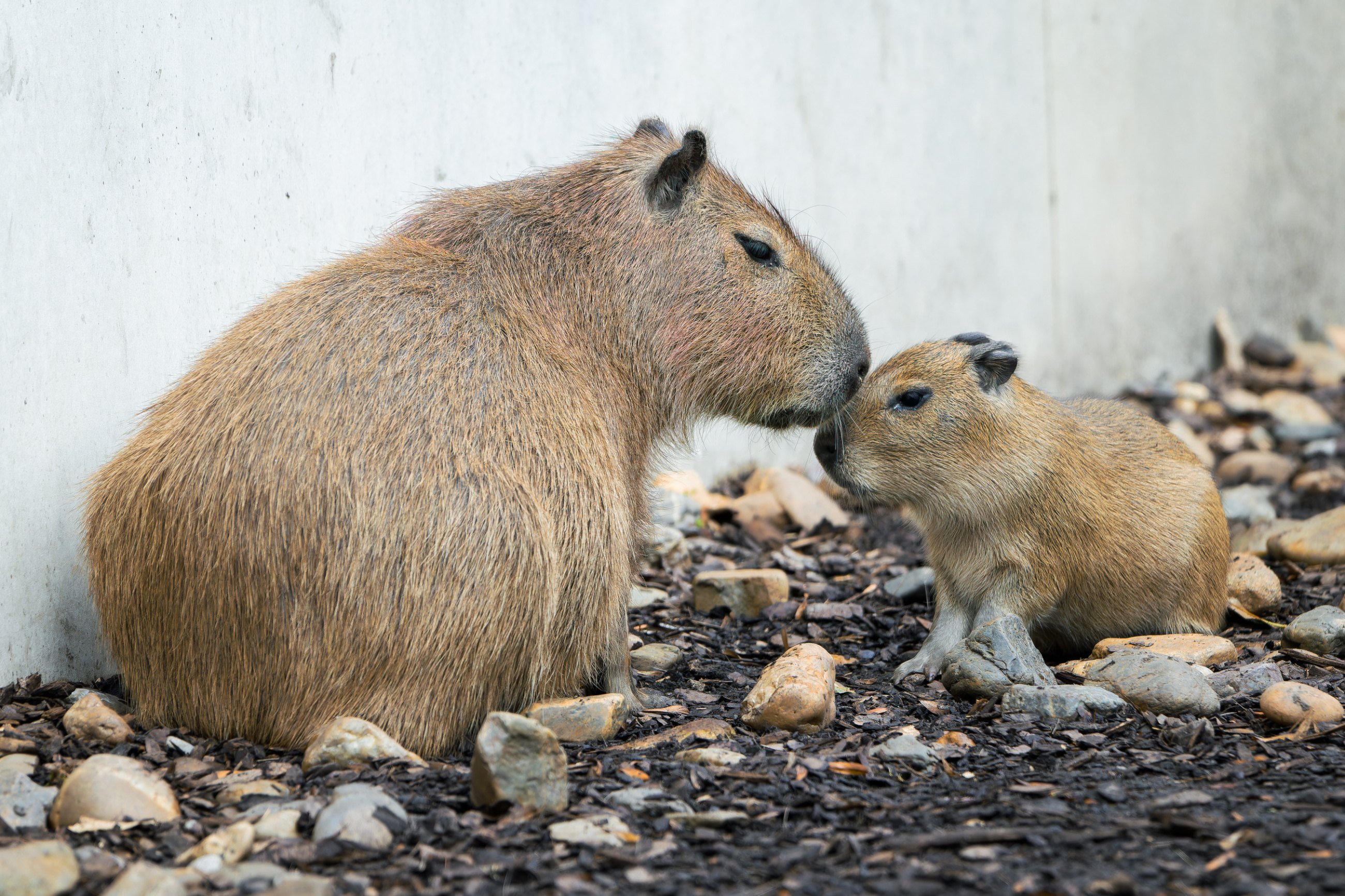 Капибары внешне напоминают гигантских морских свинок. Посетители Пражского зоопарка могут видеть их с ноября 2023 года, впервые после десятилетнего перерыва в разведении. Фото: Петр Гамерник, Пражский зоопарк