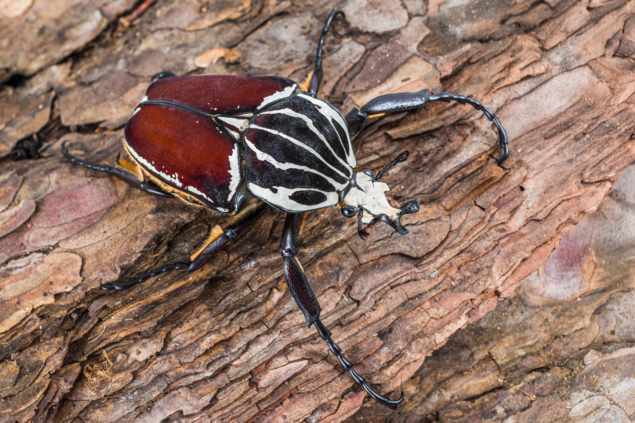 Goliáš obrovský (Goliathus goliatus). Foto: Petr Hamerník, Zoo Praha